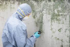 Best Asbestos and Lead Testing During Mold Inspection  in Silsbee, TX